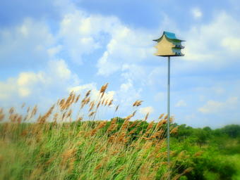 Bird House amid the reeds.